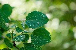 green leaves sprinkled with raindrops
