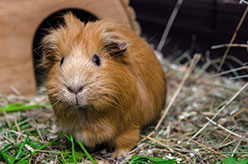 a ginger guinea pig