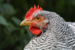 a black and white barred hen