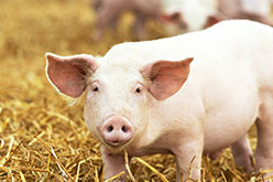 a pink piglet in a pile of straw