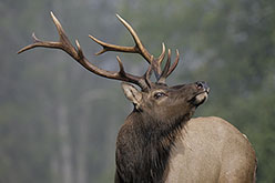 bugling 7x6 bull elk