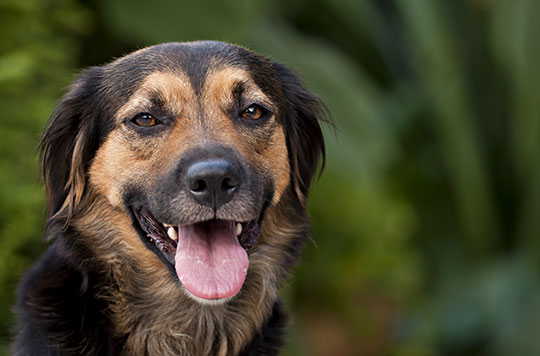 Dog Projects