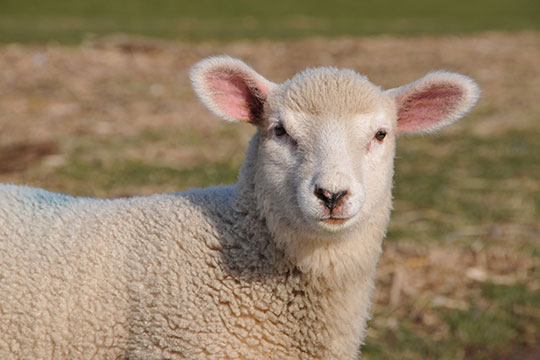 Sheep standing in field.