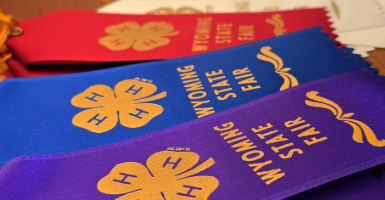 A close-up of colorful Wyoming State Fair 4-H award ribbons in red, blue, and purple, featuring the gold 4-H clover emblem.