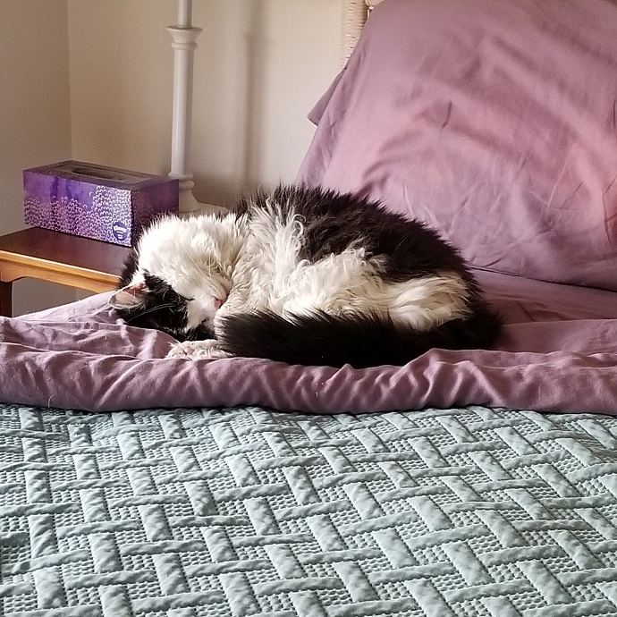 Cat sitting on a bed