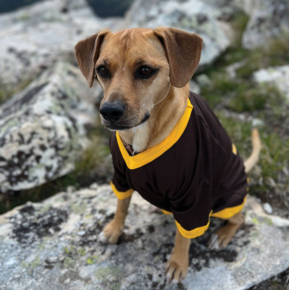 small brown dog wearing brown sweater