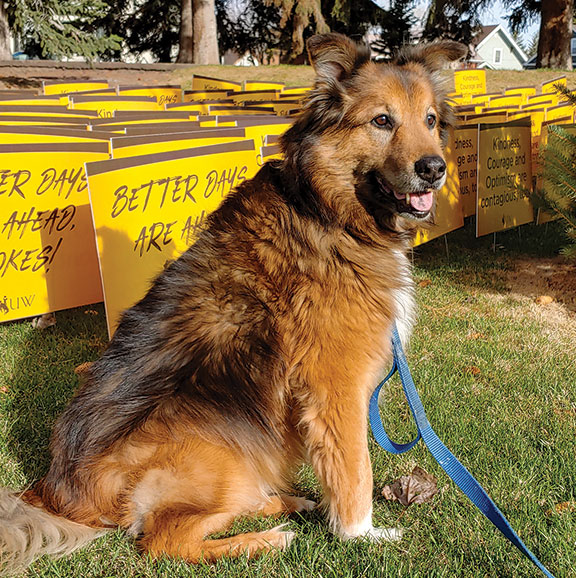 large furry brown dog in front of cowboy yard signs