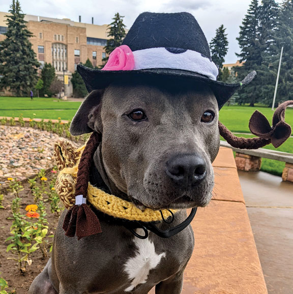 gray dog wearing a hat