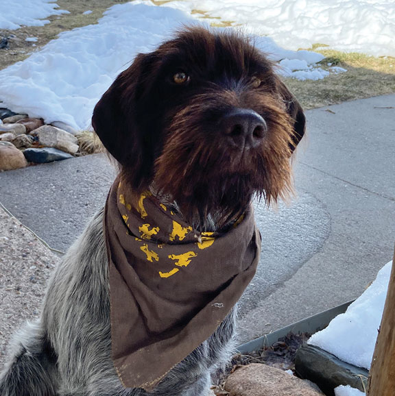 hairy brown dog with a brown and gold bandana