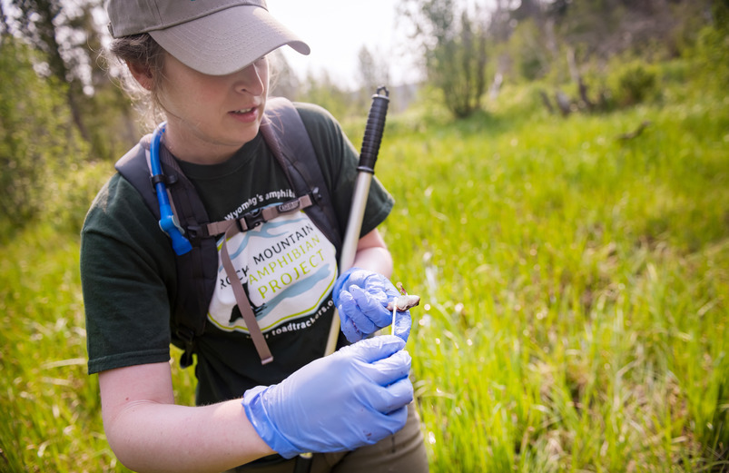 Scientist examining a wood frog
