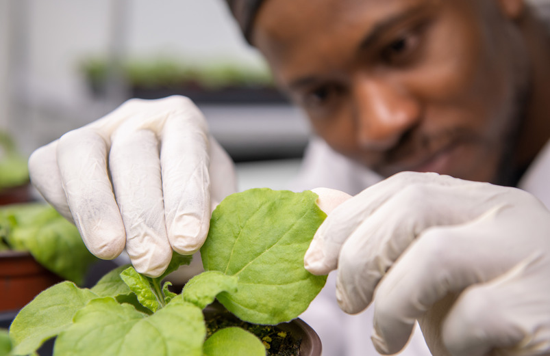 Grad student examining a plant