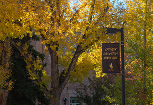 Trees outside of the union in fall