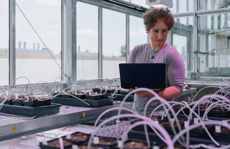 A student looking at plants with his computer in the new Plant Growth and Phenotyping Facility