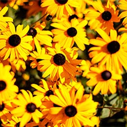 Brown and yellow flowers