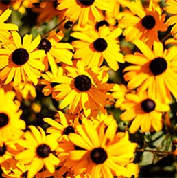 Brown and yellow flowers in a bunch.