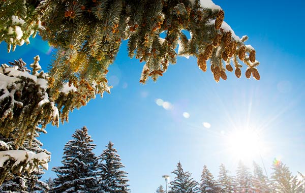 Pine trees on campus covered in snow with the sun peaking through