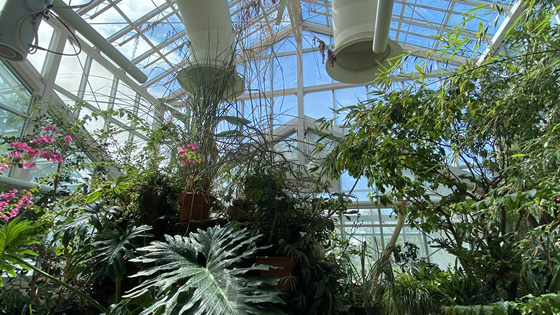 View Inside Williams Conservatory