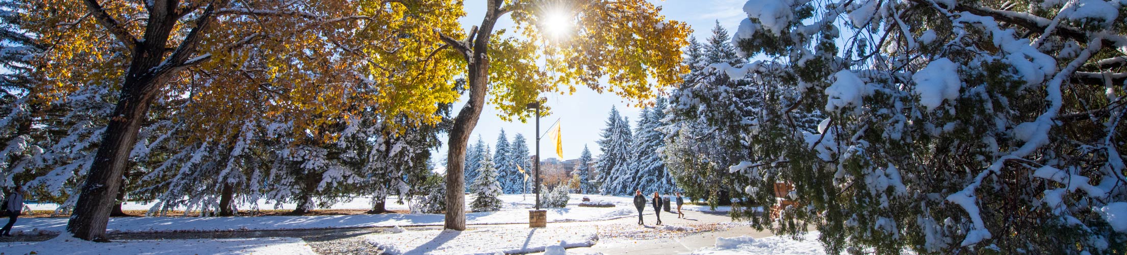 Students walk to class during a snowy fall day with the sun shining through the trees.