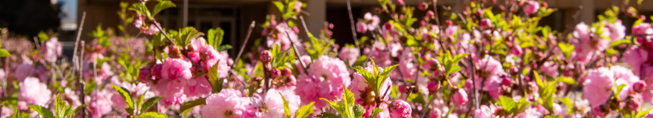 Pink flowers outside the classroom building