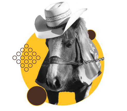 A photo of UW's horse mascot, Cowboy Joe