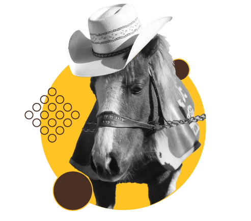 Cowboy Joe - UW Mini Horse Mascot