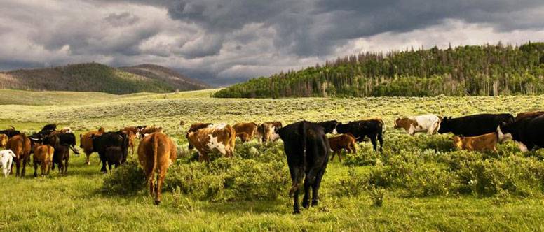 Cow's in a field with clouds above