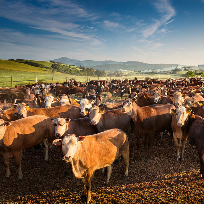 livestock on a ranch