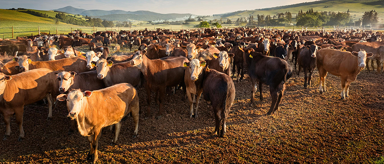 Carbon Offsets and the Livestock Industry