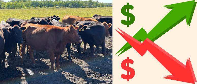 Market Prices Project Page