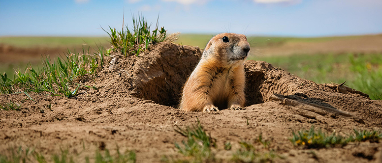 Prairie Dog Management in Wyoming Rangeland