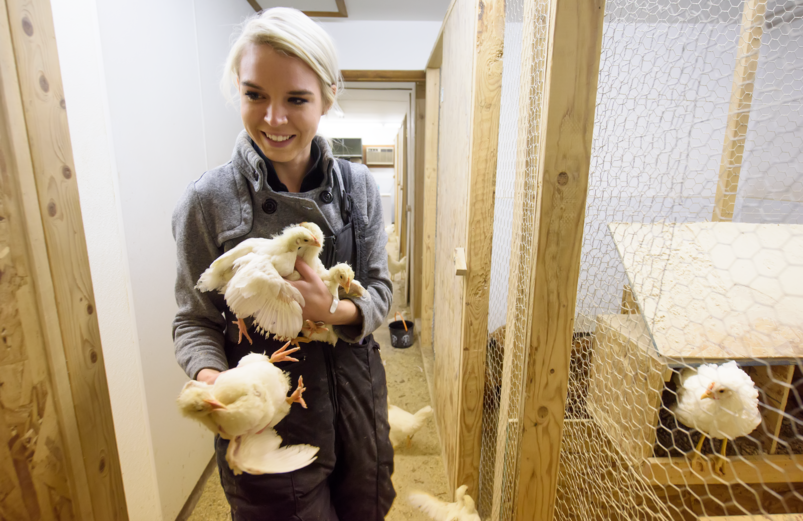 A woman inside of a chicken coup holds 3 chickens