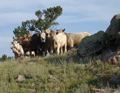 Cattle Photo