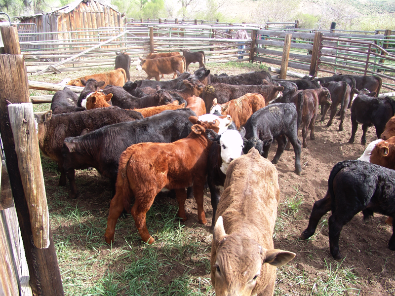 Calves in a corral