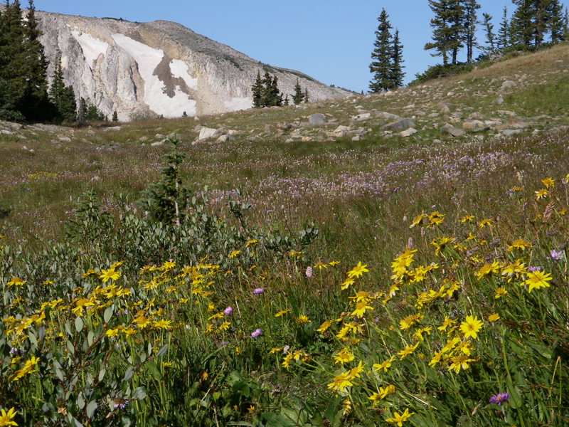 Image of Snowy Range mountains