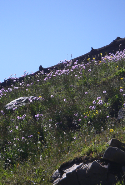 Mountain wildflower image