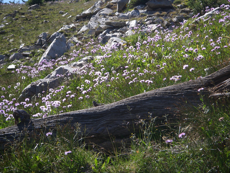 Snowy Range Wild Flowers