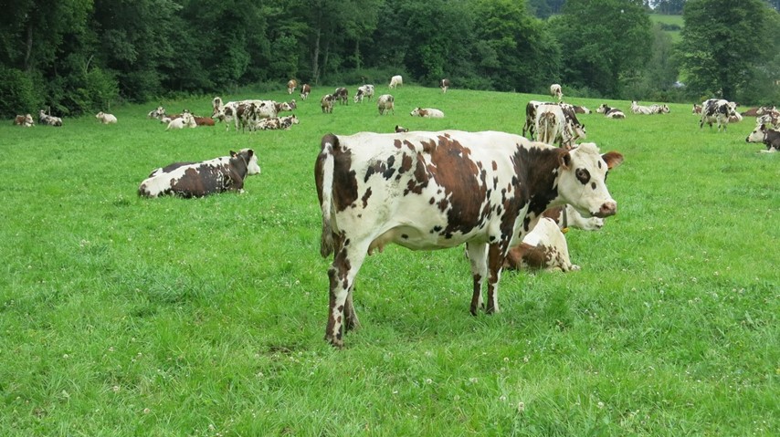 Normande cattle