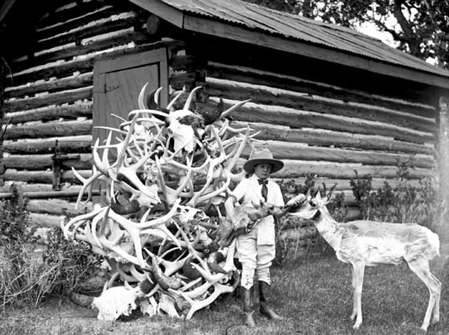 Boy feeding pronghorn, ca. 1930s.