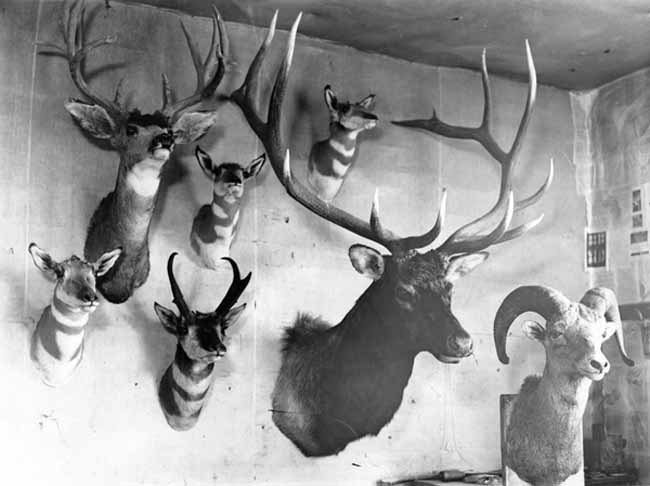 Trophy mounts on wall, undated.
