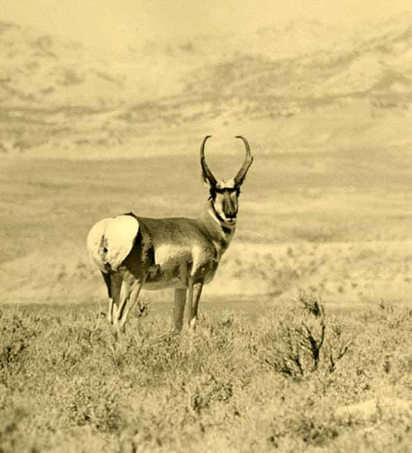 Trophy buck on Wyoming prairie.