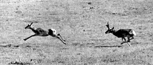 Pronghorn--fastest animal in North America.