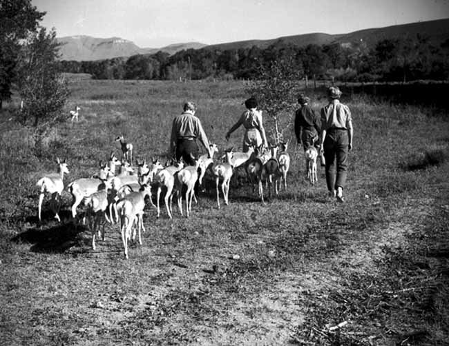 Dinner time on the Pitchfork Ranch, ca. 1930s.