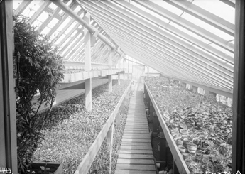 UW Greenhouse