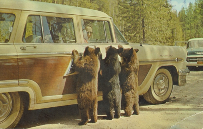3 bear cubs standing up at 1950's station wagon