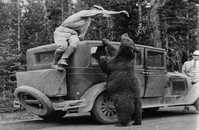 man feeds a bear from the top of hi