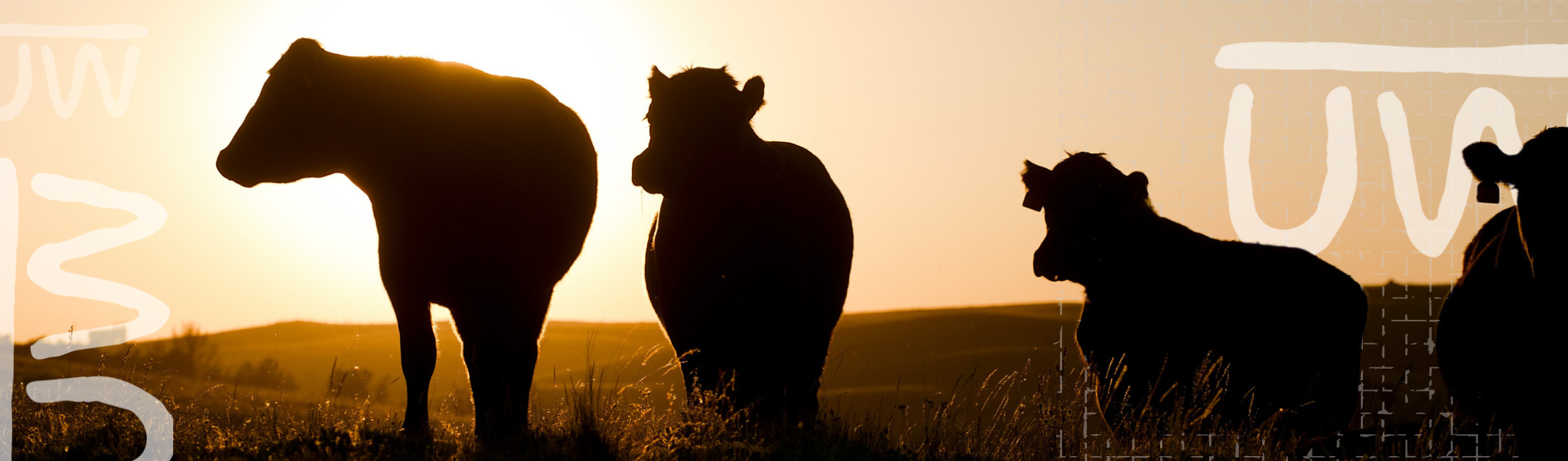 Cattle in field