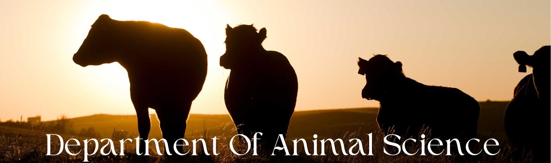 Cow with Department of Animal Science