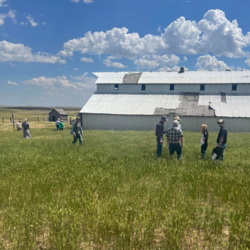 Ranchers walk through a field of tall grass with a white barn in the background.