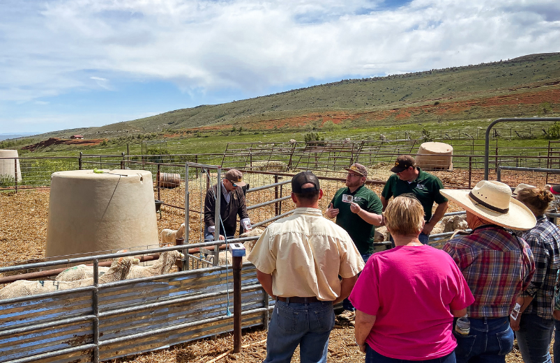 Sheep Extension Field Day led by Dr. Whit Stewart
