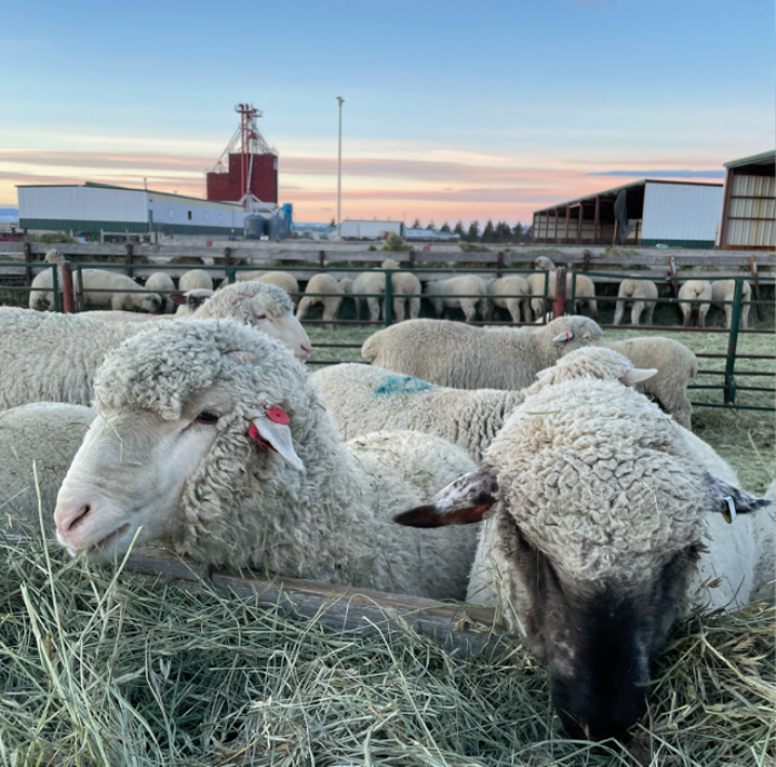 feedlot lambs